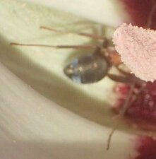 Formicidae(Fa) sp011 flower